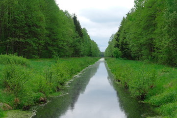 Fototapeta na wymiar forest, Belarus