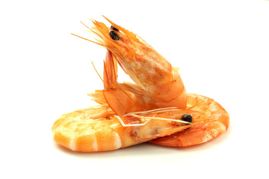 Crevettes Bilder Durchsuchen 5,735 Archivfotos, und