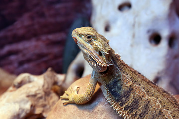 portrait of a lizard closeup