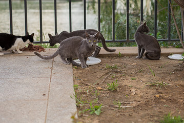 Street cats eating