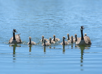 Fototapeta premium Canada Geese Family