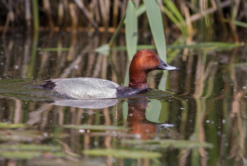 Common pochard (Aythya ferina)