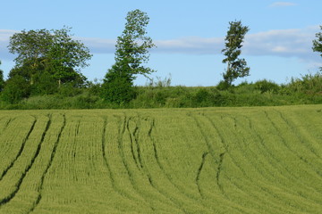 Fototapeta na wymiar campagna, campo di grano