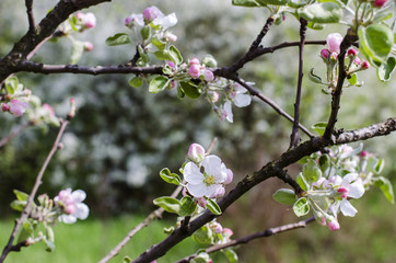 blooming Apple tree
