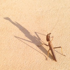 grasshopper and his shadow