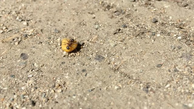 ant fighting with its food