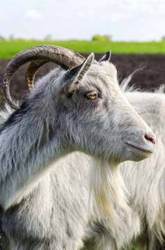 adult goat closeup