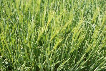 Obraz premium Nahaufnahme Getreidefeld