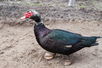 домашняя утка в деревне