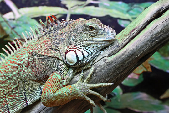 portrait of green iguana closeup