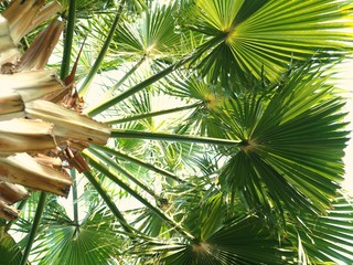 Fototapeta na wymiar Palm Trees bottom view