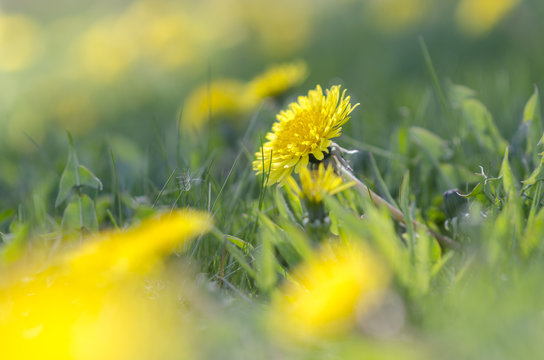 Fototapeta dandelion