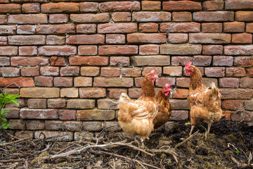 Hens in a farmyard (Gallus gallus domesticus)