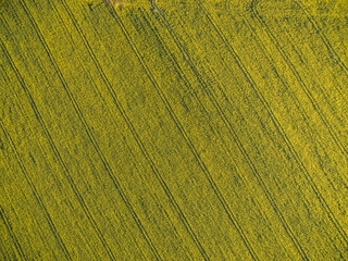 Fototapeta premium Farmland from above - aerial image of a lush green filed