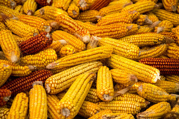 Dried corn texture