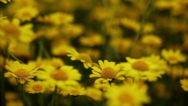 a field of yellow daisies in the countryside