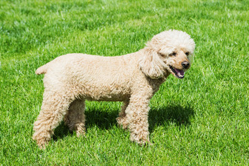 Пудель на фоне зеленой травы