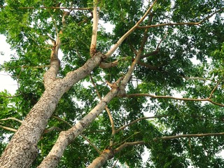 Tree in park. Bottom view.