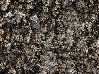 Tree bark background texture