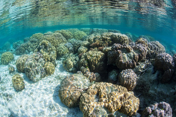 Reef-Building Corals Underwater