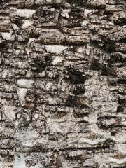 Tree bark background texture
