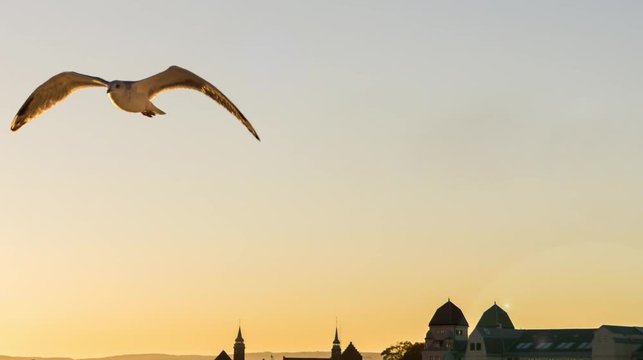 gull flying over city at sunset