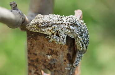 gecko, lézard 