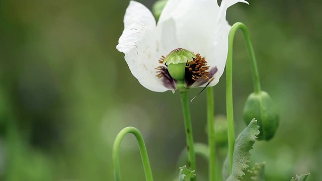 Papaver somniferum white poppy wild flower on a green background