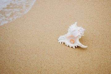 Fototapeta na wymiar Wedding rings in a shell on the beach