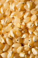 Raw Organic White Popcorn Kernals