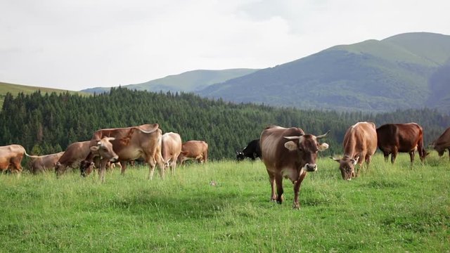 Cows walking on mountain meadow