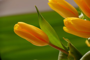 Naklejka premium Yellow tulips./Decoration of yellow tulips for a holiday.