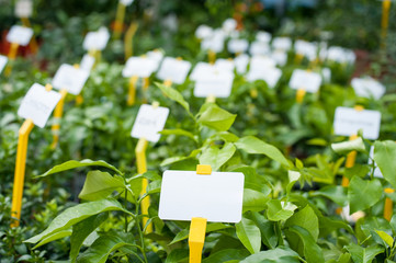 Plant nursery view with white label