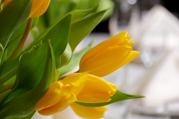 Yellow tulips./Decoration of yellow tulips for a holiday.
