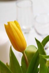 Yellow tulips./Decoration of yellow tulips for a holiday.