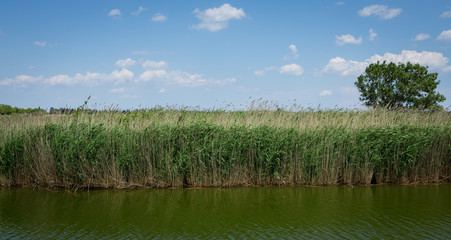 Berge avec des roseaux sur un canal en Camargue