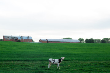 Fototapeta premium Cows grazing on a green field
