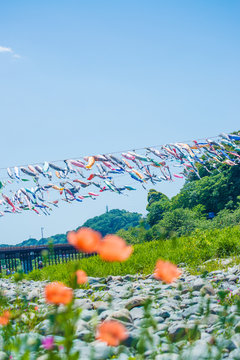 泳げ鯉のぼり相模川