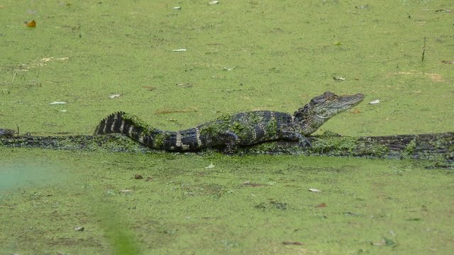 Small alligator resting on a log 