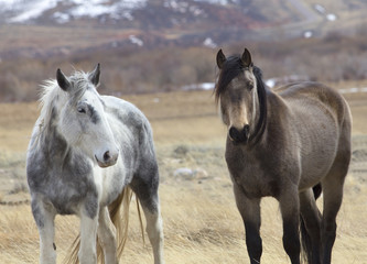 Obraz na płótnie Canvas Wild Horses of Wyoming