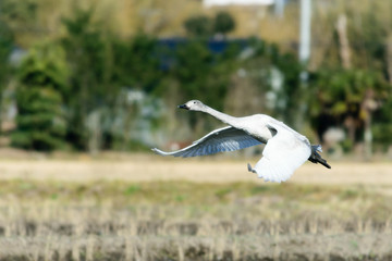 飛ぶ白鳥(幼鳥)
