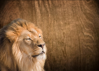 Closeup African lion against wooden background with copy space