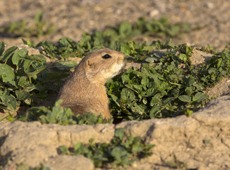 Prairie Dog-portrait-Colorado