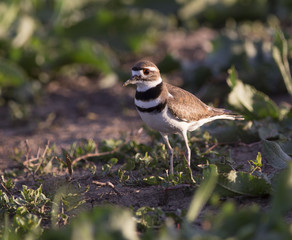 Killdeer Portrait -Colorado