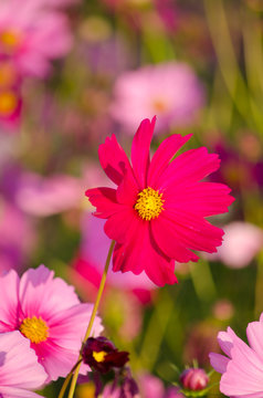 pink flower,Thailand North,color natural