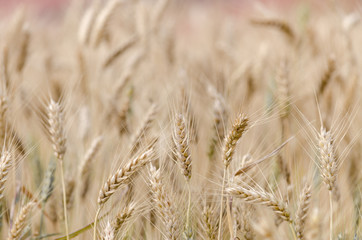 blur field,barlay field,North Thailand,Chiangmai