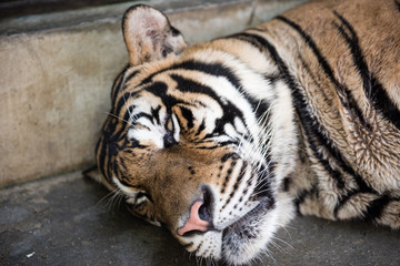 Tiger Sleeping Peacefully