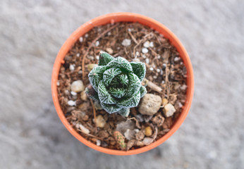 Little cactus in pot.