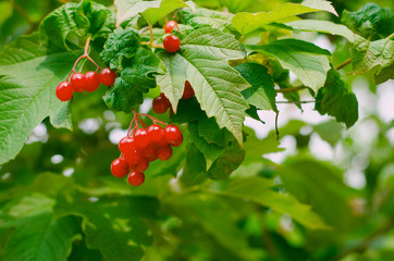 Bunches of red berries on Guelder rose