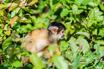 Obraz premium Squirrel monkey on a tree lining Yacuma river, Bolivia